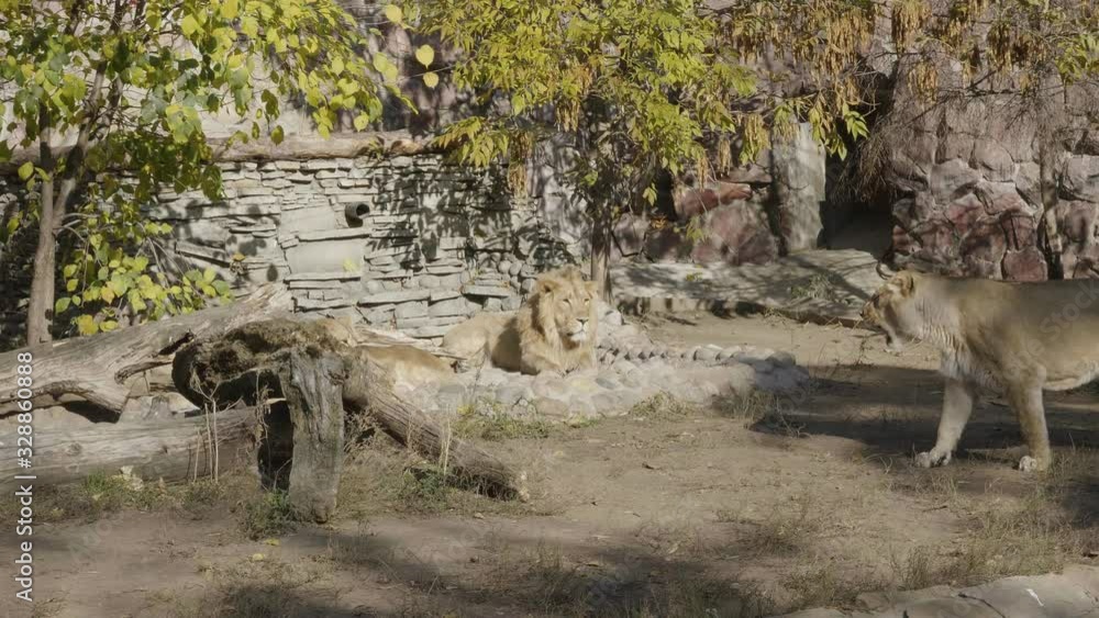 Portrait lioness basking in the warm sun after dinner. Portrait lioness basking in the warm sun after dinner.