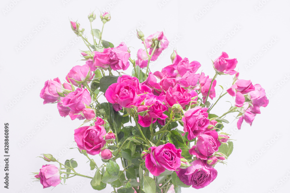 small bush roses, on a light pastel background