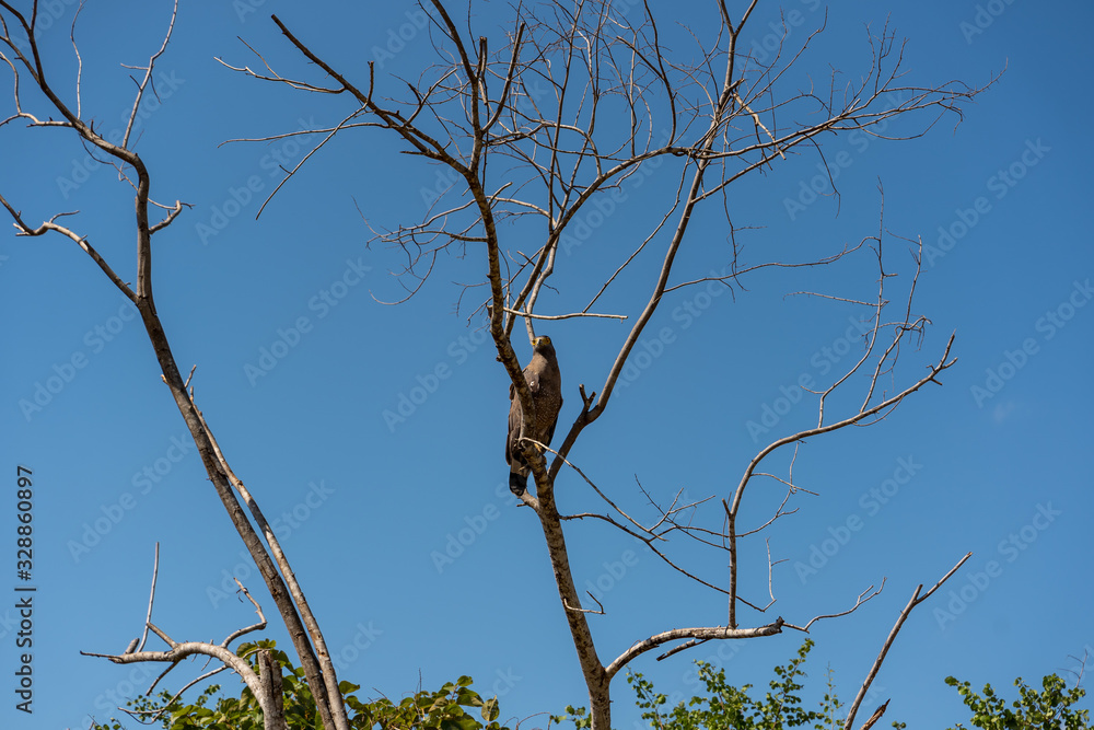 hawk observing its territory from the top of a tree hawk observing its territory from the top of a tree