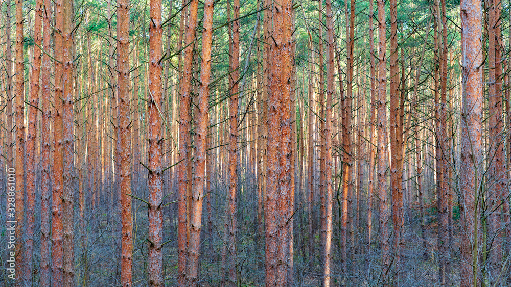 Fototapeta premium Colofrul woodland