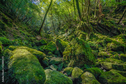 Primival forest hiking trails in Japan