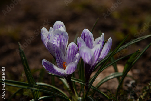 purple crocuses ate blooming under warm spring sunrays