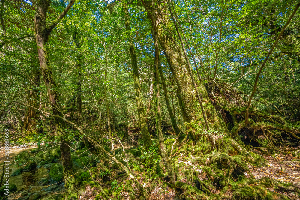 Obraz premium Primival forest hiking trails in Japan