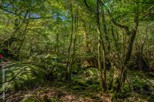 Primival forest hiking trails in Japan