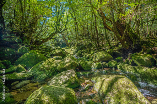 Primival forest hiking trails in Japan