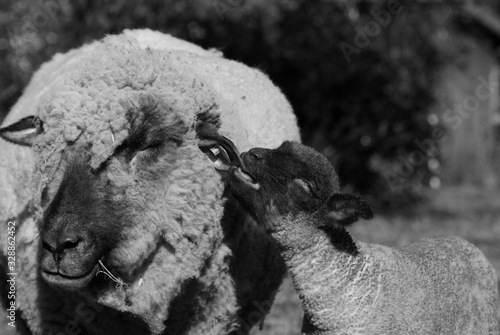 Hey Mum!
