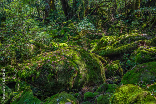 Primival forest hiking trails in Japan