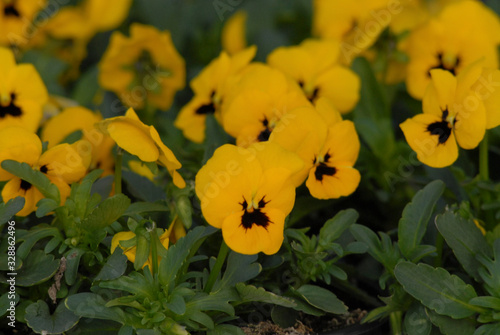 Blümchen