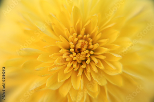 yellow flower close up for background