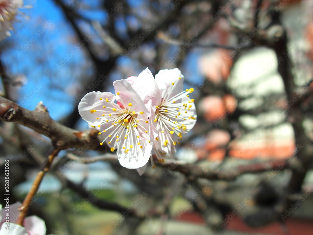 咲き始めた梅の花