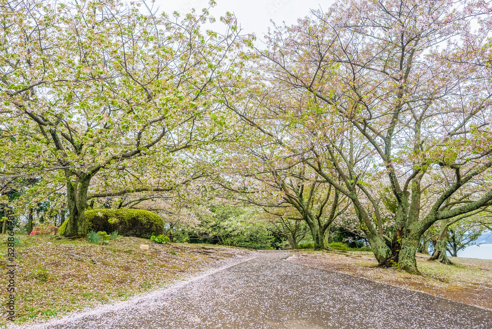 Sakura or Cherry blossoms tree in garden
