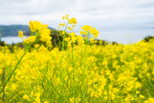 Nanohana or Canola yellow flower fields © zmkstudio