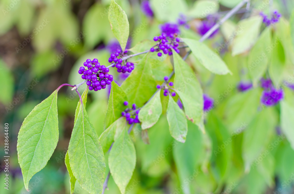 callicarpa bodinieri berries in autumn. Close up, Selective focus. Copyspace for text. callicarpa bodinieri berries in autumn. Close up, Selective focus. Copyspace for text.