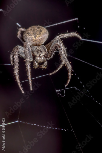 Spider on black background ( Nuctenea umbratica ),  the walnut orb - weaver spider - macro, closeup photo