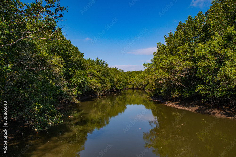 The river in the mangrove forest