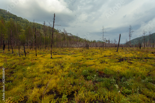 Beautiful landscape. Zeya reservoir, Amur region. Green grass grows in the middle of bare trunks of burnt trees against the background of hills