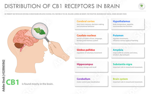 Distribution of CB1 Receptors in Brain horizontal business infographic illustration about cannabis as herbal alternative medicine and chemical therapy, healthcare and medical science vector.