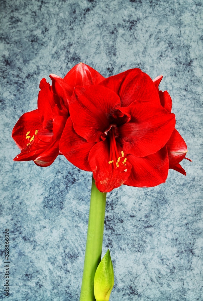 Red Amaryllis flowers on and whiteblue background Red Amaryllis flowers on and whiteblue background