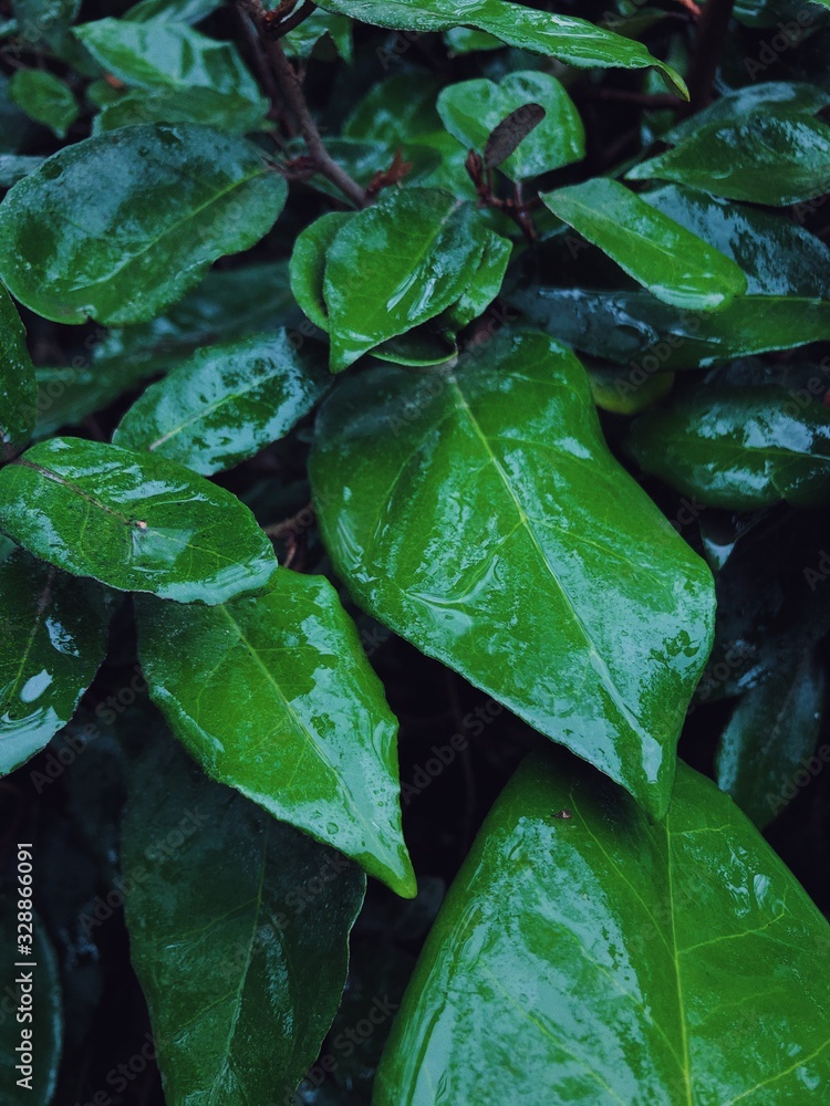 Green leaves of tropical plant wet by rain on a cloudy spring day Green leaves of tropical plant wet by rain on a cloudy spring day