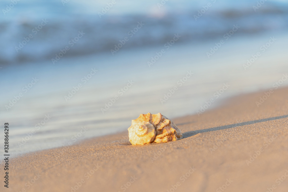 beautiful shell lies on the beach, next to the azure water of the sea beautiful shell lies on the beach, next to the azure water of the sea