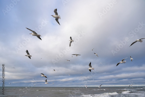 many gulls fly over the stormy sea