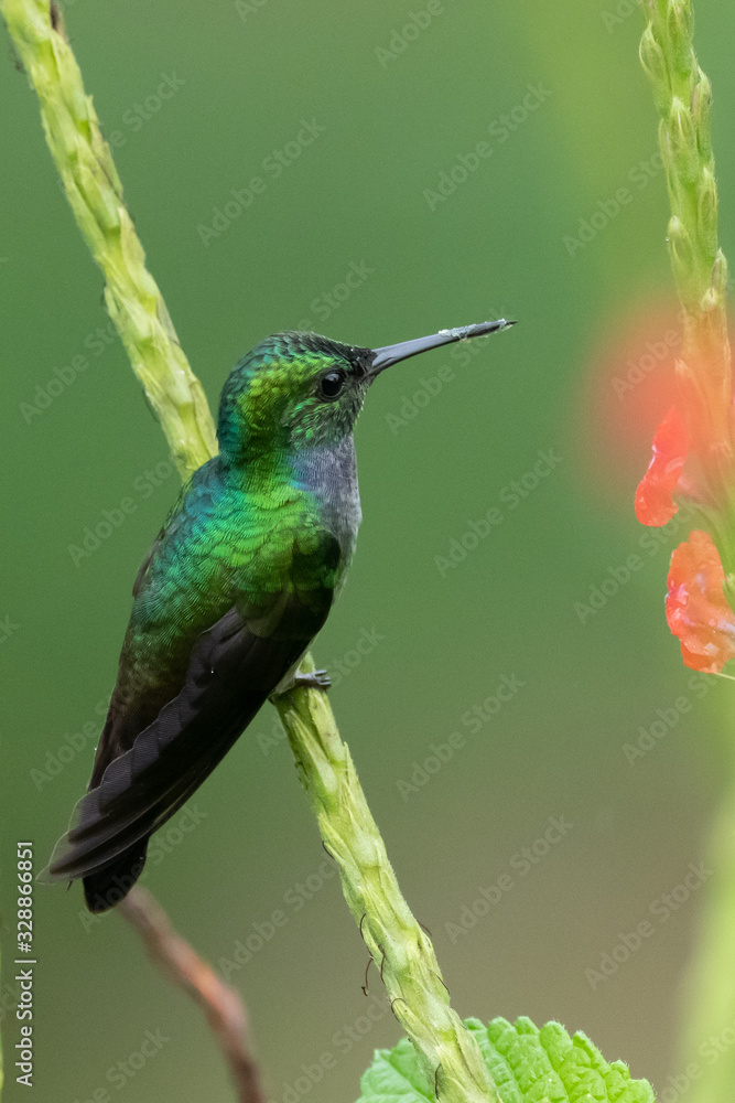 Fototapeta premium Amazilia decora, Charming Hummingbird, bird feeding sweet nectar from flower pink bloom. Hummingbird behaviour in tropic forest, nature habitat in Corcovado NP, Costa Rica. Two bird in fly, wildlife.