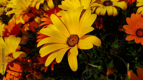 background with yellow flowers