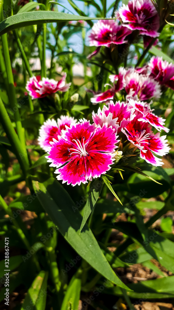 Obraz premium red flower in garden