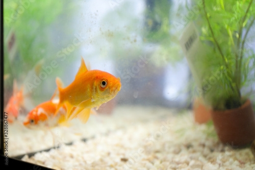Photography Poissons rouges
