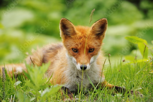 Fotografie red fox in grass