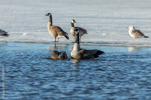 Goose. Canadian Geese. Mating canadian geese. Serial of 13 pictures.