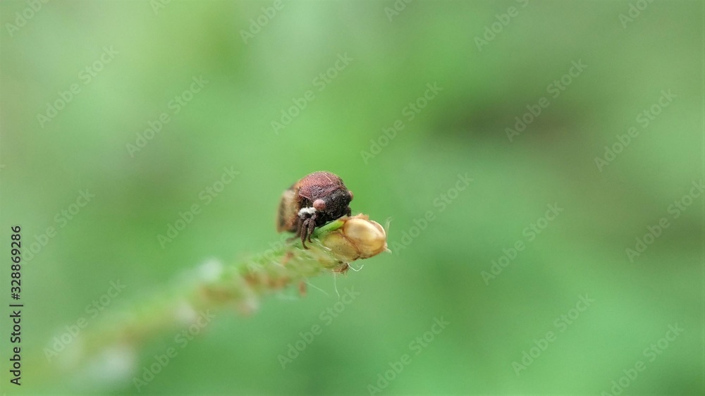 A little insect on the grass. Another name is also known in Indonesia by the name Tonggoret. Suborder of Cicadomorpha, the order of Homoptera. A little insect on the grass. Another name is also known in Indonesia by the name Tonggoret. Suborder of Cicadomorpha, the order of Homoptera.