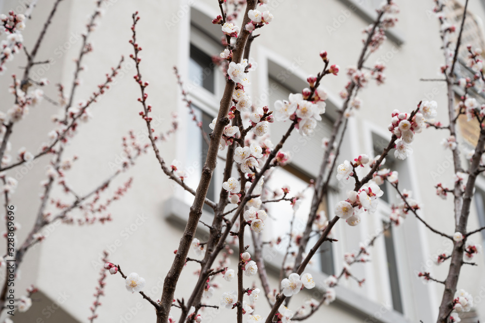 Kirschblüten in der Stadt im Vorgarten bei bewölktem Himmel