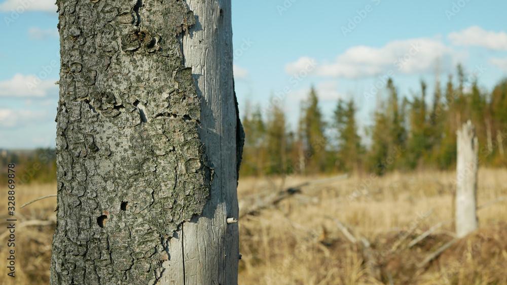 Bark wood beetle pest Ips typographus infestation, spruce and bast tree ...