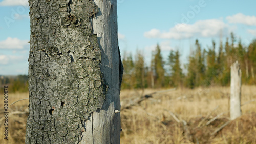 Bark wood beetle pest Ips typographus infestation, spruce and bast tree infested attacked by European spruce, making their way in wood larva and larvae, clear cut calamity, caterpillar dead trees