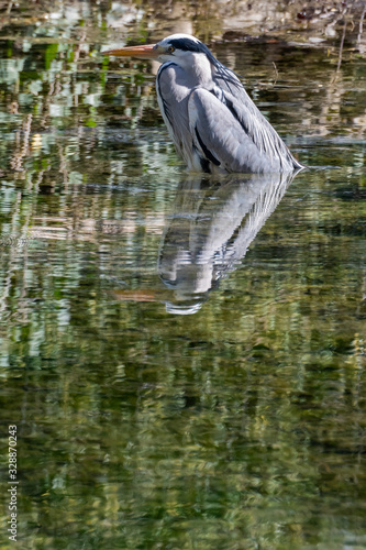 Reiher im Wasser - Wilder Vogel steht im Wasser