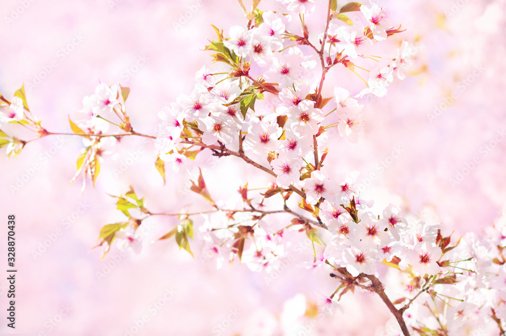 Spring blossom/springtime cherry bloom, bokeh flower background, pastel and soft floral card, selective focus, toned