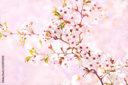 Spring blossom/springtime cherry bloom, bokeh flower background, pastel and soft floral card, selective focus, toned © ulada