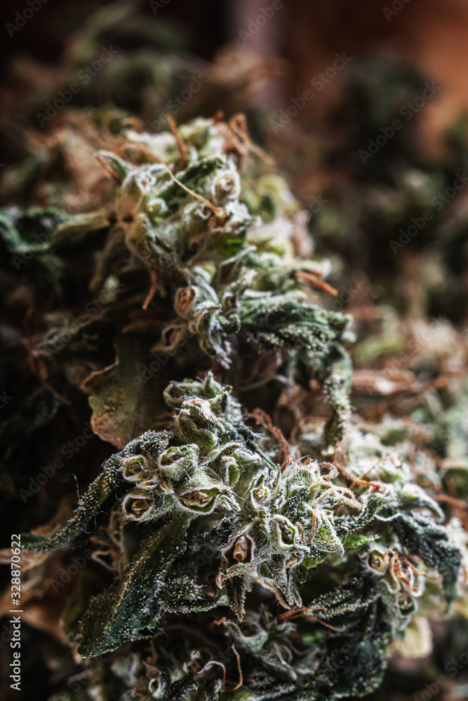 boom bud marijuana close up. trichomes are visible. Vertical orientation boom bud marijuana close up. trichomes are visible. Vertical orientation