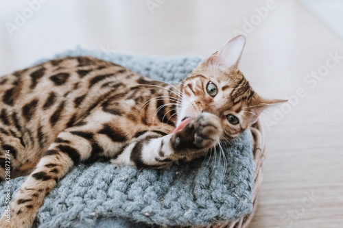 Fototapeta Naklejka Na Ścianę i Meble -  Bengalkatze Kitten Hauskatze putzt sich
