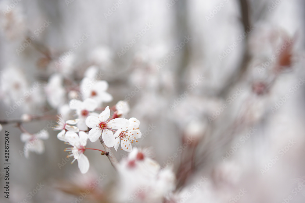 Blüte weiß 8 Blüte weiß 8