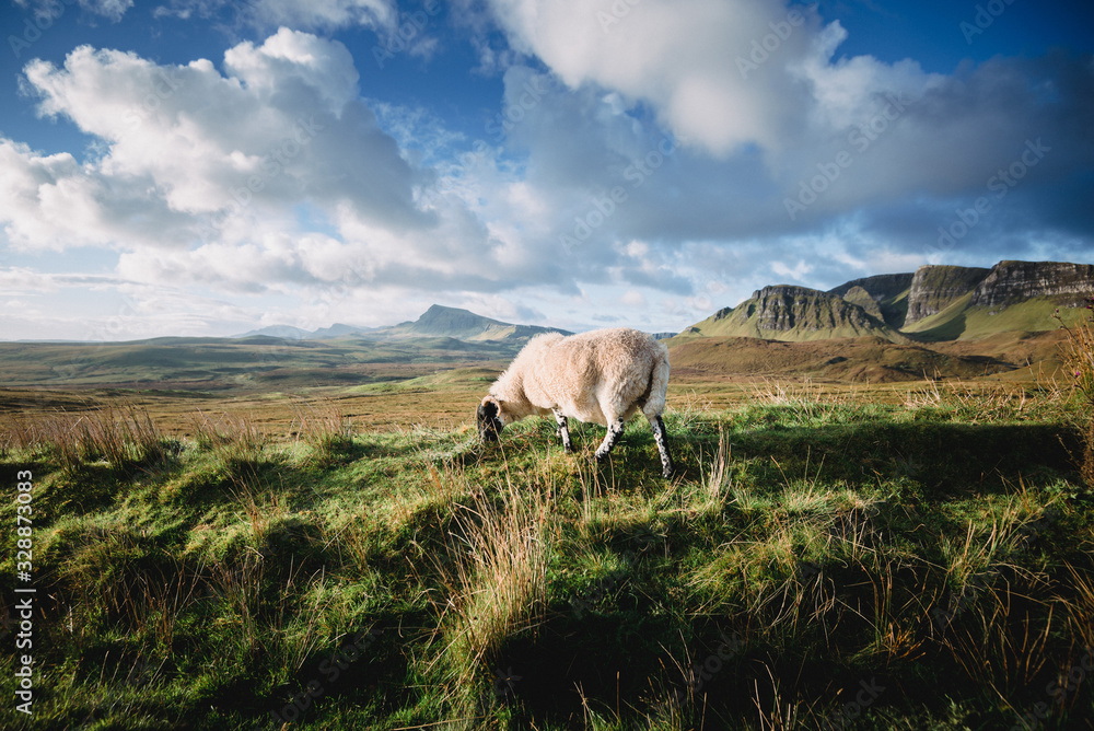 A sheep eating grass with a view of the mountains in the Scottish Highlands, Isle of Skye
