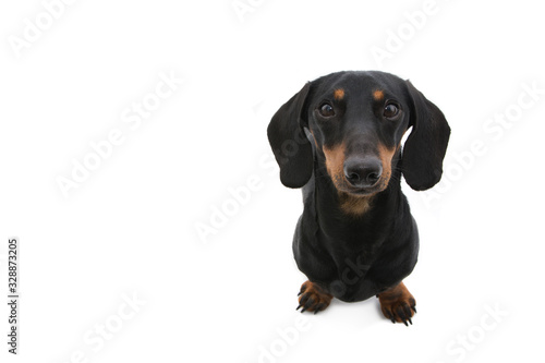 portrait dachshund puppy dog looking up. Isolated on white background. © Sandra