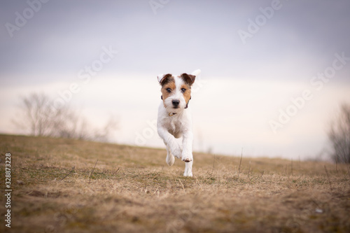 Parson Russell Terrier - Running © Kristyna