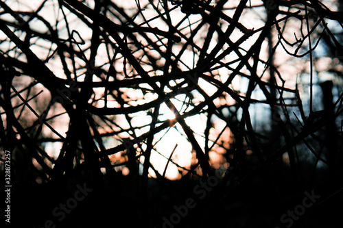 Sonnenuntergang durch Gestrüpp