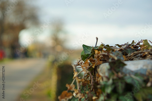 Efeu Winterhafen