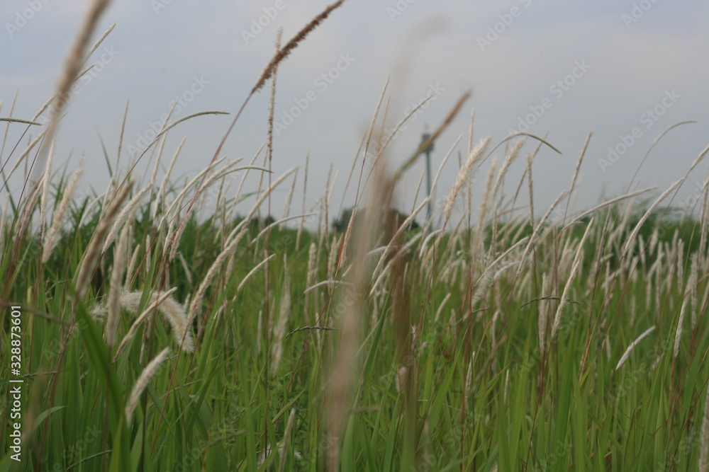 Nature Nature