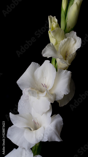 Colorful gladiolus flower, background, wedding, fashion, design, floral