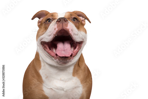 Canvas Print Portrait of an happy old english bulldog looking at the camera with a huge smile