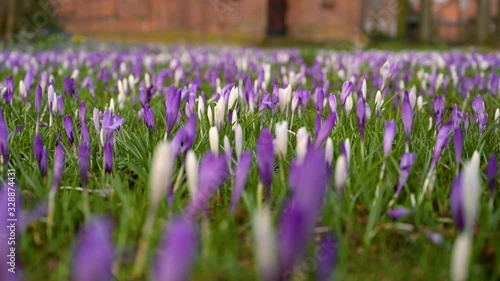Feld von wilden purpurroten Krokussen während eines Frühlingstages. Schönheit des wilden Frühlingsblumenkrokus, der im Frühling blüht